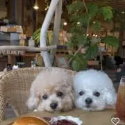 ましろの画像