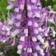 ちぃの画像