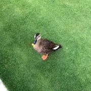 まるの画像