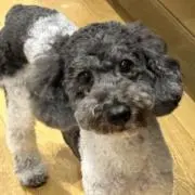 ゆりしの画像
