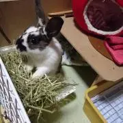 かえる