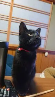 高級輪島塗 重箱 美品 箱や包装紙はシミ有り - メルカリ