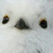 ぐるでーの画像