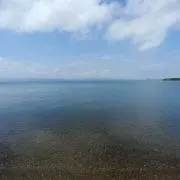 こはくの画像