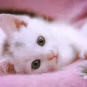 しろねこの画像