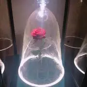 Krm