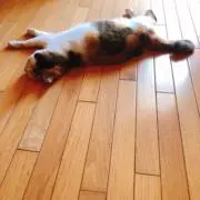 ゆっくり断捨離中の画像