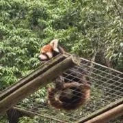 蘭々の画像