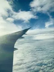 とろろの画像