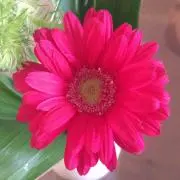 かこりん