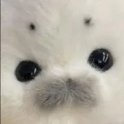 ぺるん 8/9に出品停止の画像