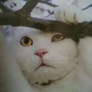 のん