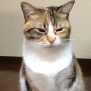 maromarket（お急ぎご遠慮下さいの画像