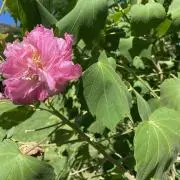 akaの画像