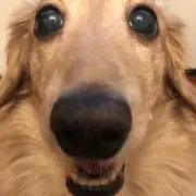 まろん