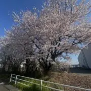 サスケの画像