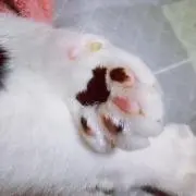 きいの画像