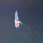 わあぁぁぁ