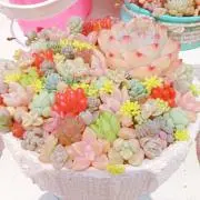 ルナ☆スタ(プロフ必読願)の画像
