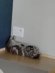シキの画像