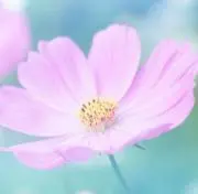 youちゃんの画像