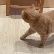 アボカドの画像