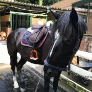 アメ☆パラの画像