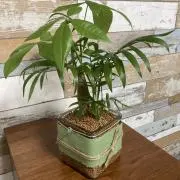 bayjeniの画像