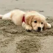 きなこの画像