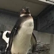 ペンギン