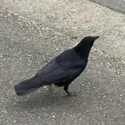 Miecheの画像