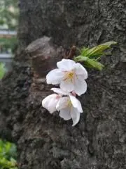 ゆいの画像