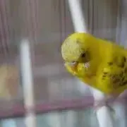 ゆいぼーるの画像