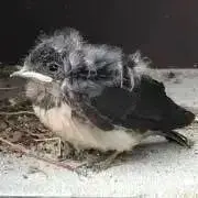 ヒナの画像