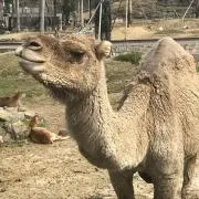 スッスの画像