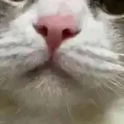 だるまちゃん☆お得情報あり⭕️の画像