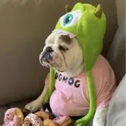 ありの画像