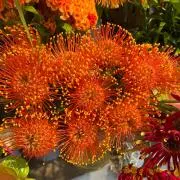 山野草、日本産クマガイソウ（素心）大の花芽1芽付き（キ2） - メルカリ