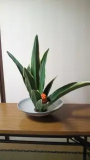 モモンガの画像