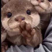 cocoの画像