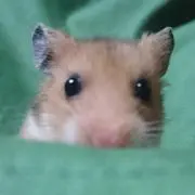 きなこの画像