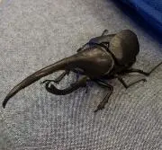 がらがらどんの画像