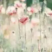 seeの画像