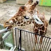 コバライネン