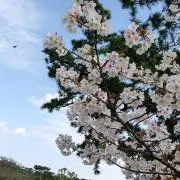 すぎっぺ