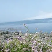 メリ