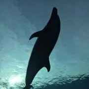 ぴこちゃん　プロフィール確認ください