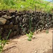 なてのの画像