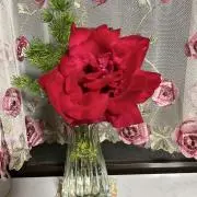 アリー