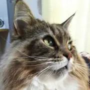 みーちゃんの画像